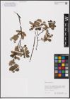 Foto von Salix aurita L.